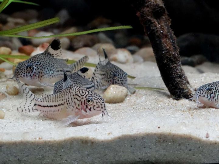 Corydoras catfish care